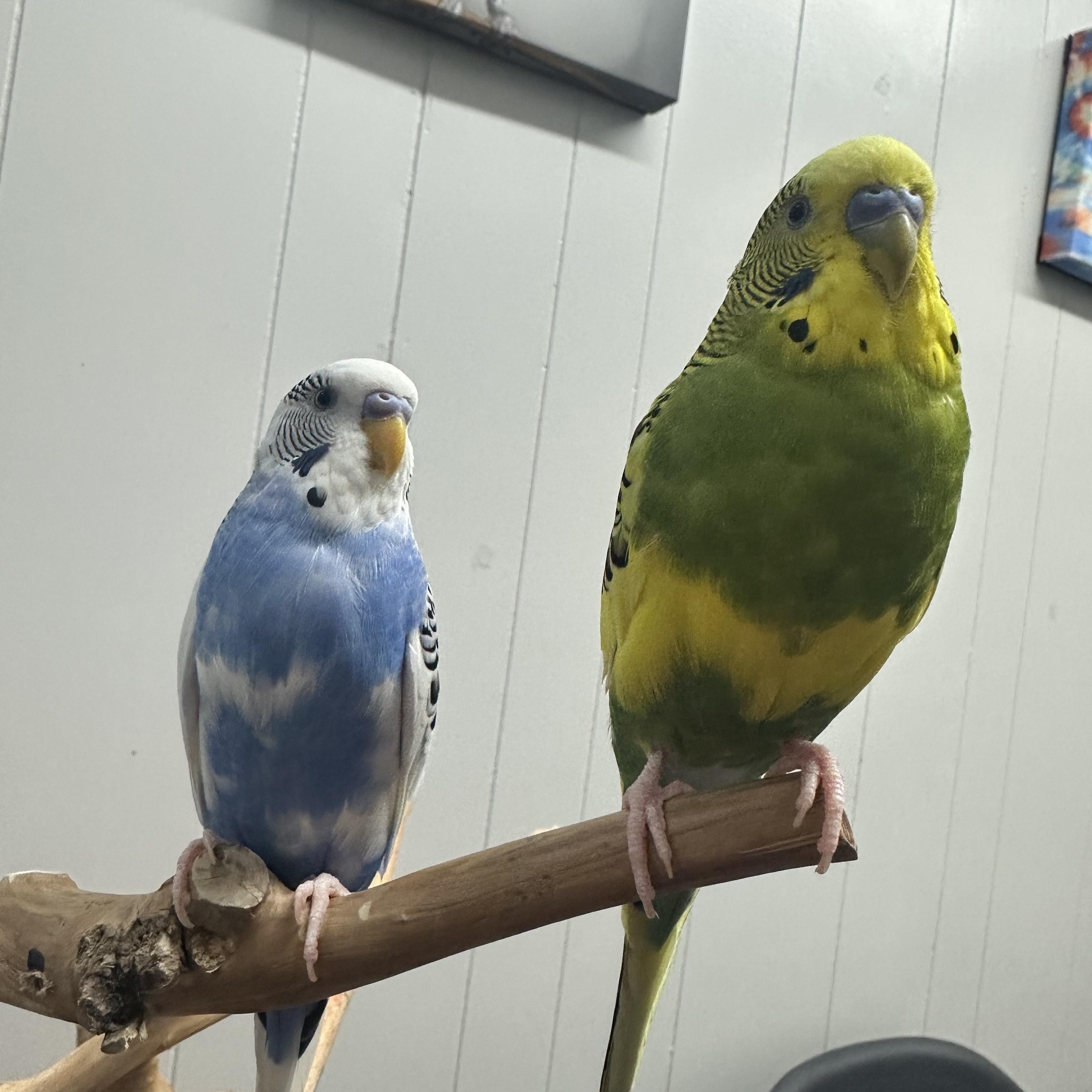 Felix and Oscar, Adopted, Young Male Parakeet (Other).