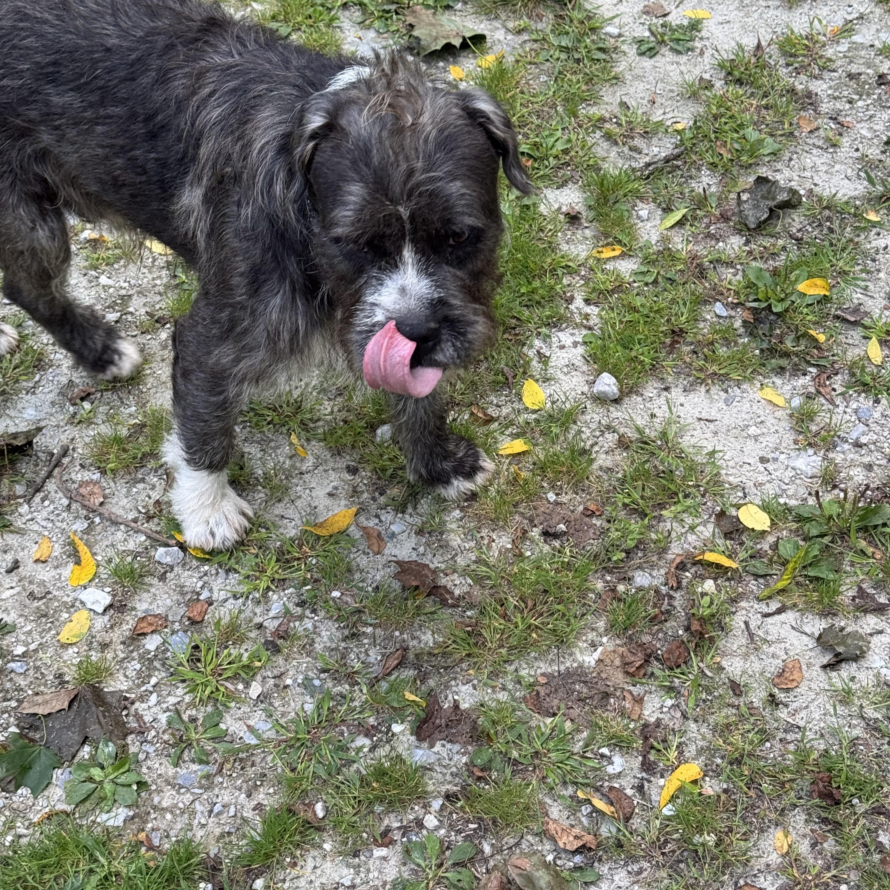 Enlarge Wesley, a ADOPTABLE mixed breed in Wingdale, NY image 4/4
