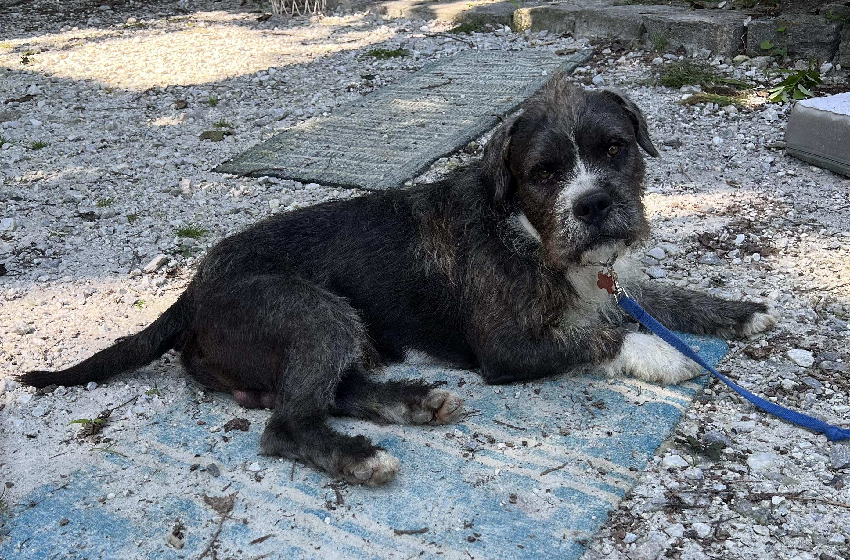 Enlarge Wesley, a ADOPTABLE mixed breed in Wingdale, NY image 3/4