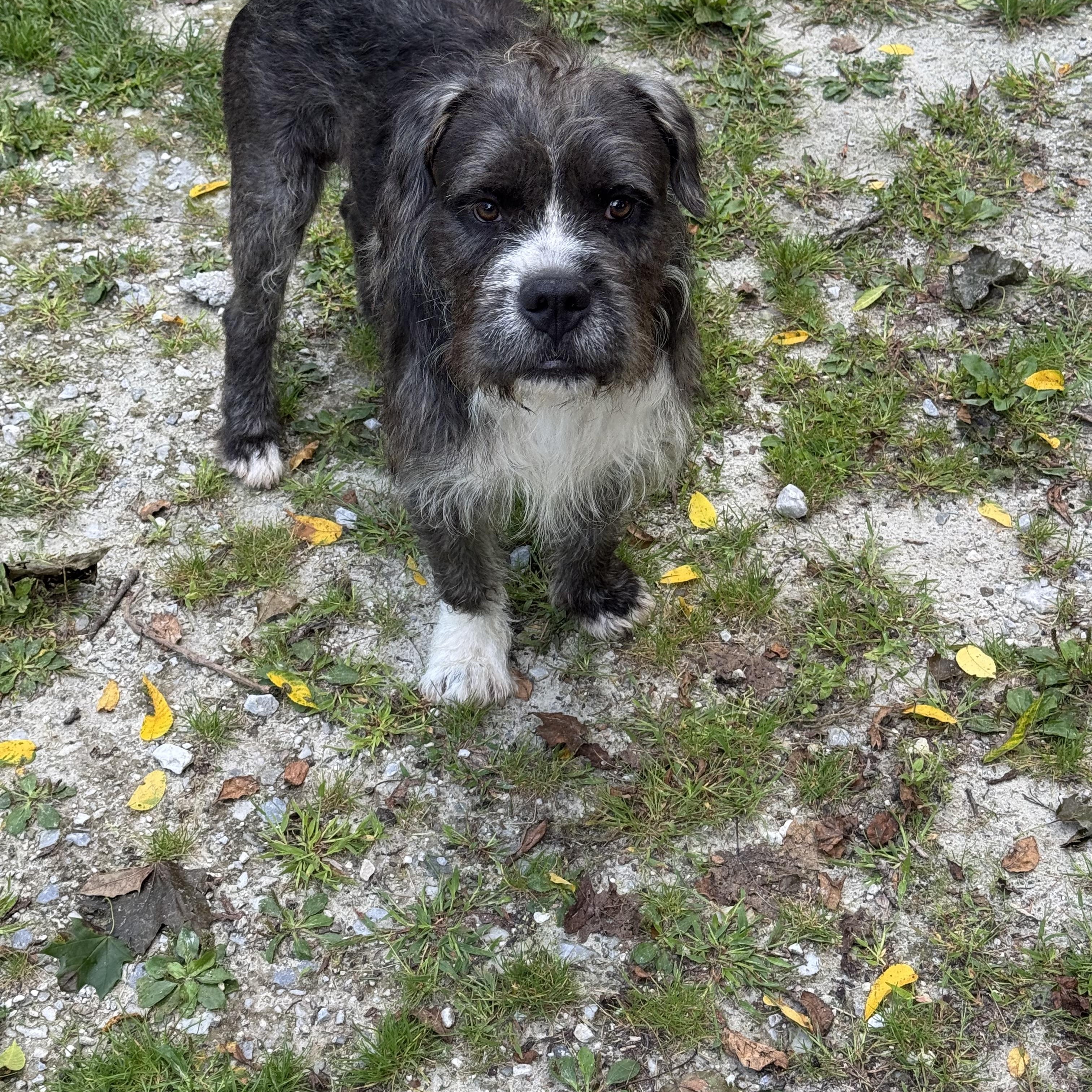 Enlarge Wesley, a ADOPTABLE mixed breed in Wingdale, NY image 1/4