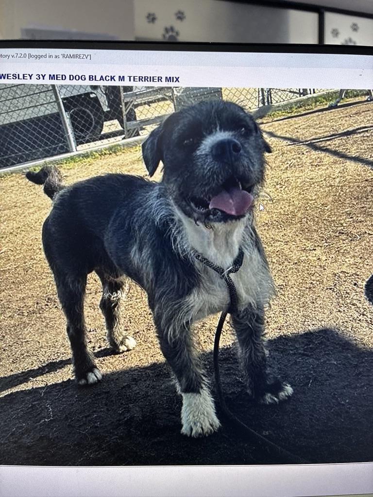 Enlarge Wesley, a ADOPTABLE mixed breed in Wingdale, NY image 2/4