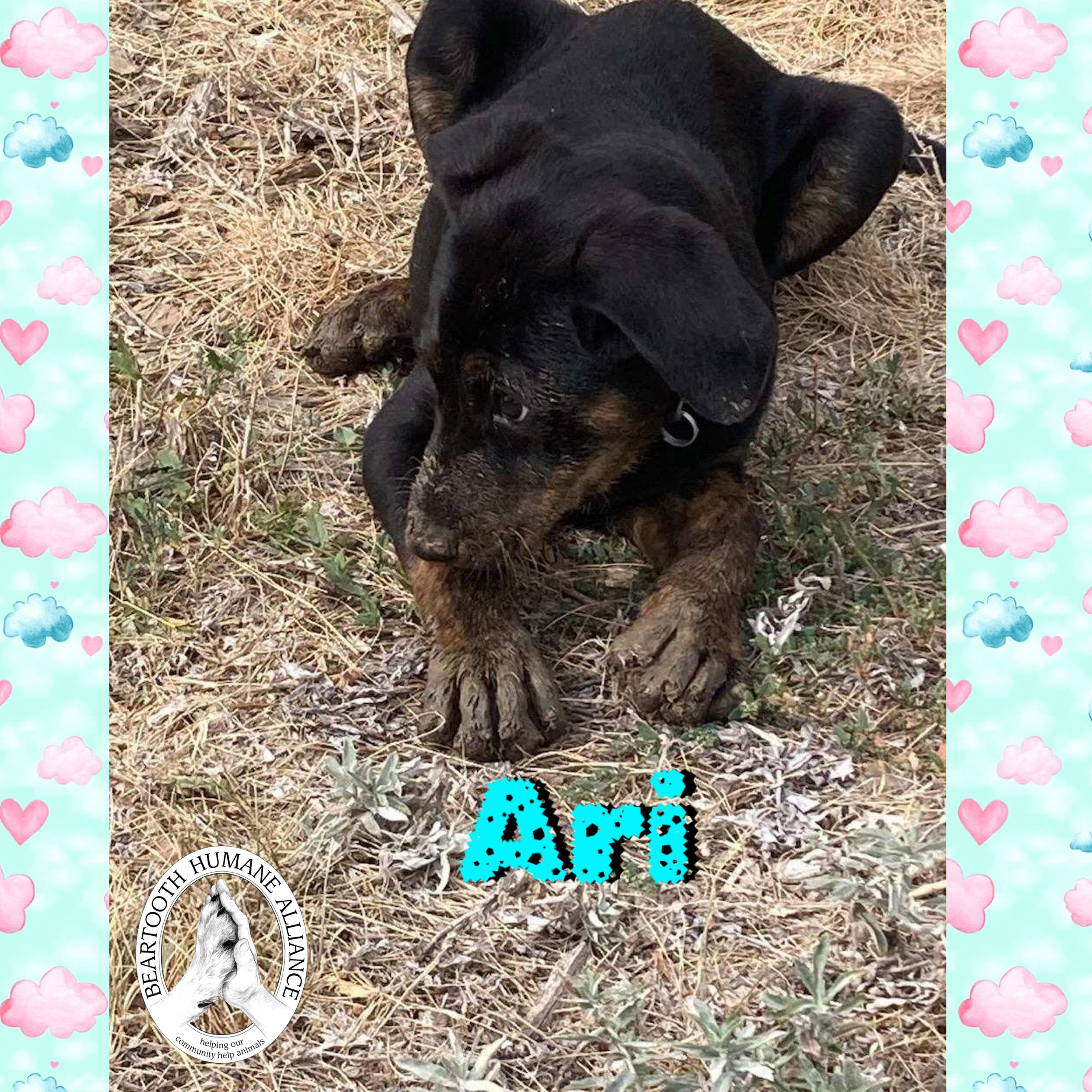 Ari, an adoptable Treeing Walker Coonhound in Red Lodge, MT, 59068 | Photo Image 3