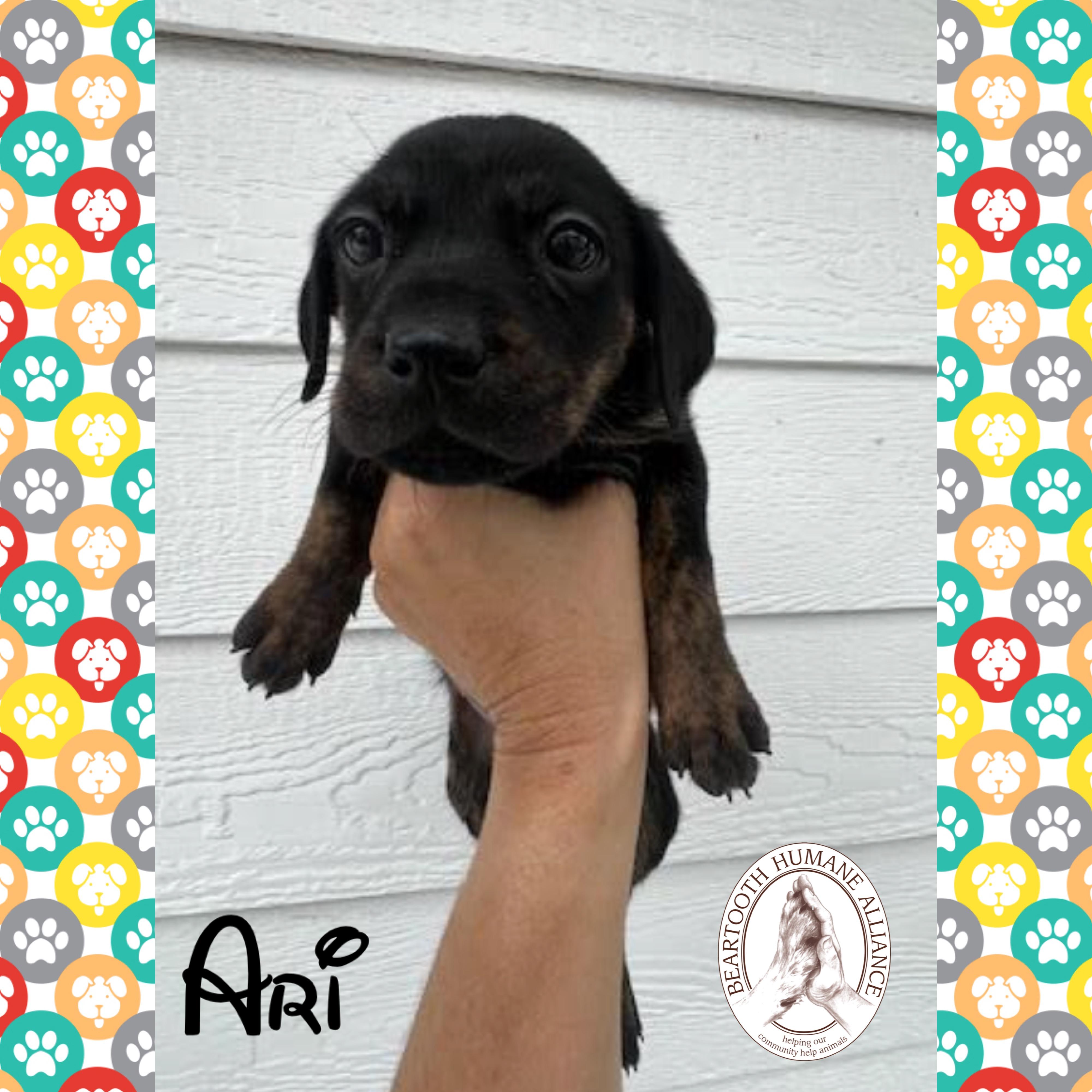 Ari, an adoptable Treeing Walker Coonhound in Red Lodge, MT, 59068 | Photo Image 2