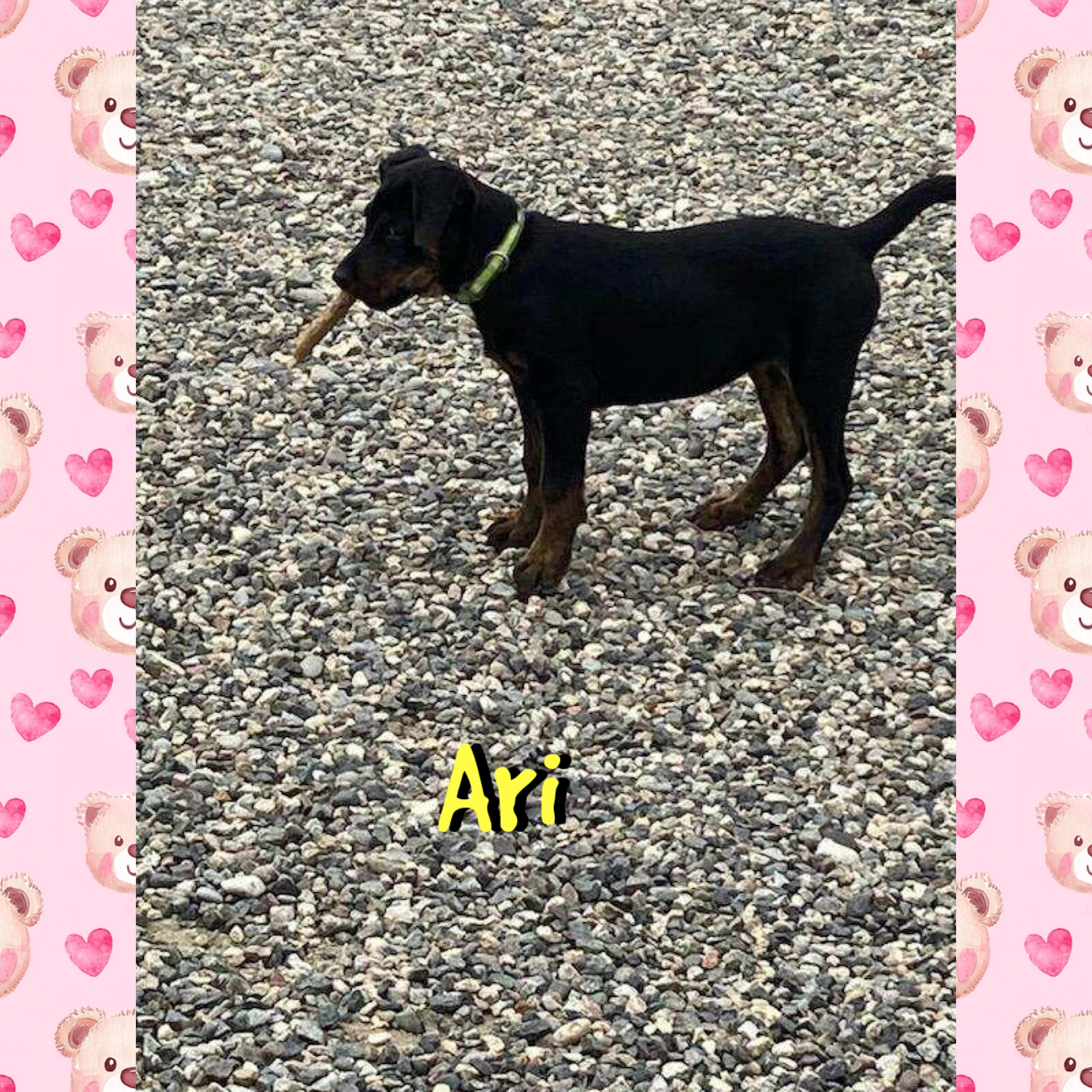 Ari, an adoptable Treeing Walker Coonhound in Red Lodge, MT, 59068 | Photo Image 4