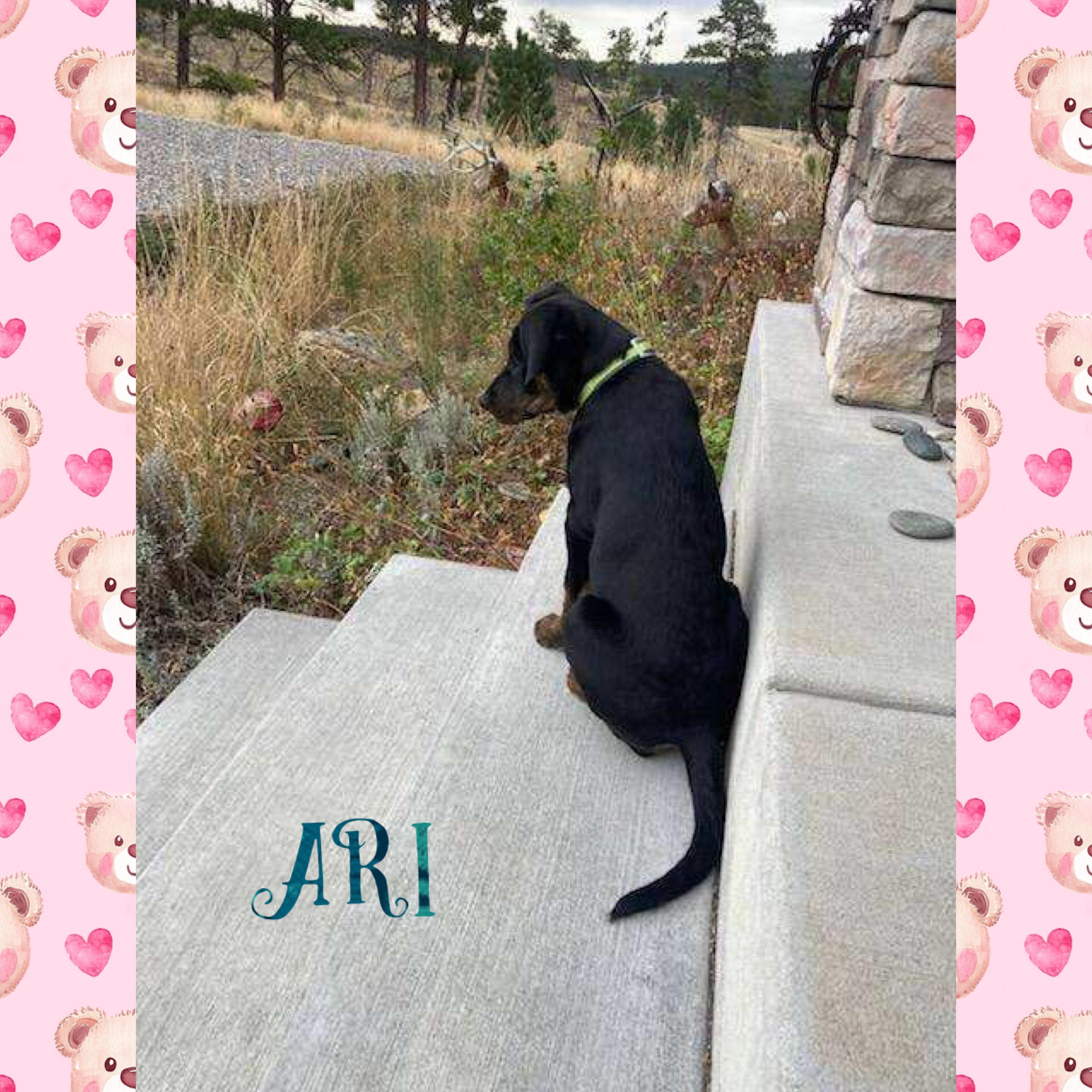 Ari, an adoptable Treeing Walker Coonhound in Red Lodge, MT, 59068 | Photo Image 3