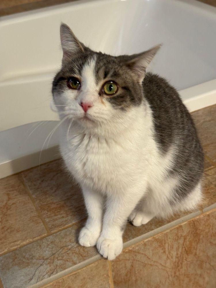 Dora - the SWEETEST kitty! , ADOPTABLE, Young Female Domestic Short Hair.