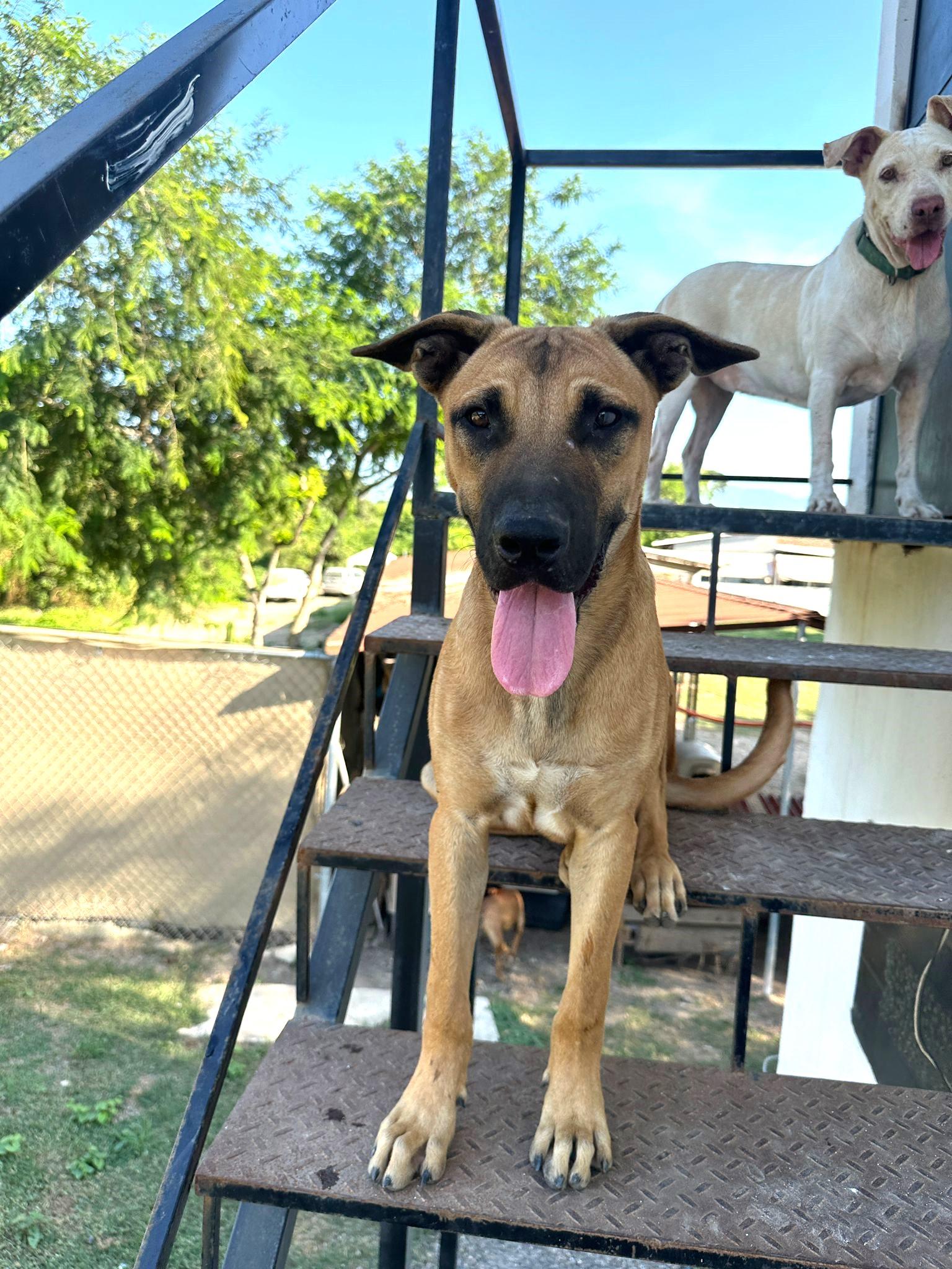 Dog for adoption Tom, a Mixed Breed in Winnipeg, MB Petfinder