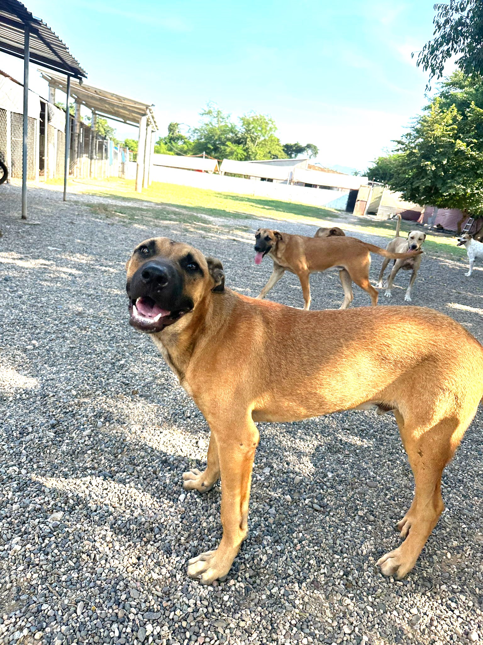 Dog for adoption Tom, a Mixed Breed in Winnipeg, MB Petfinder