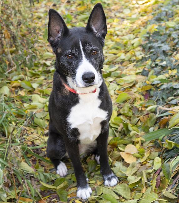 Enlarge Gigi Granita, a ADOPTABLE mixed breed in Chicago, IL image 3/6