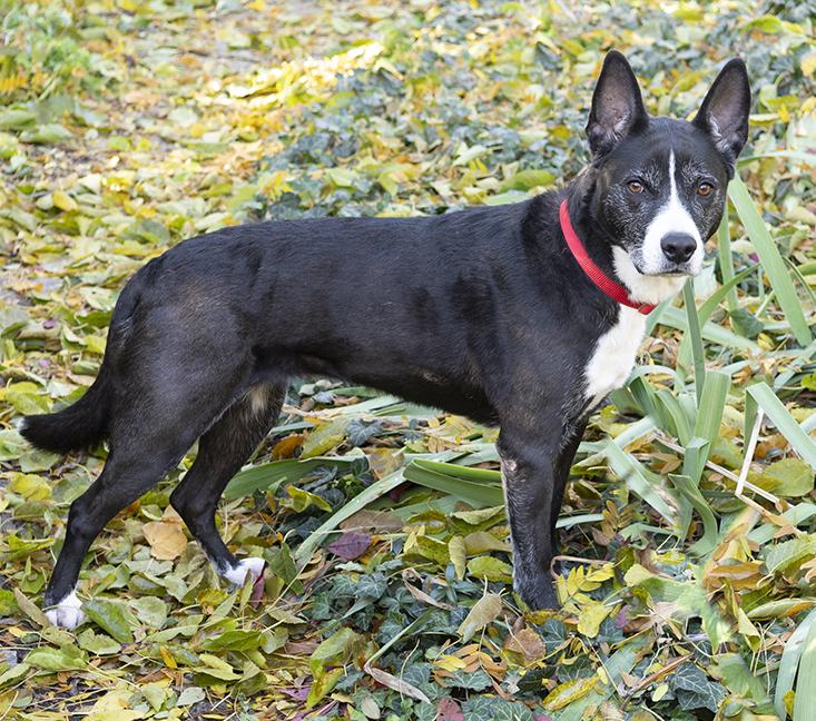 Enlarge Gigi Granita, a ADOPTABLE mixed breed in Chicago, IL image 6/6