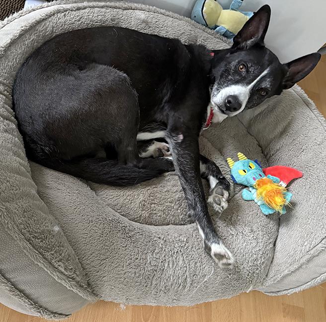 Enlarge Gigi Granita, a ADOPTABLE mixed breed in Chicago, IL image 5/6