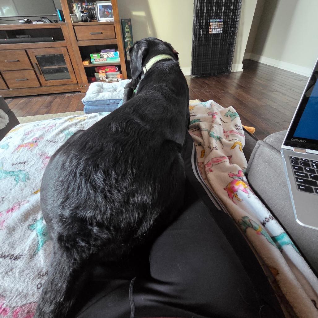 Olive, Adoptable, Adult Female Labrador Retriever.