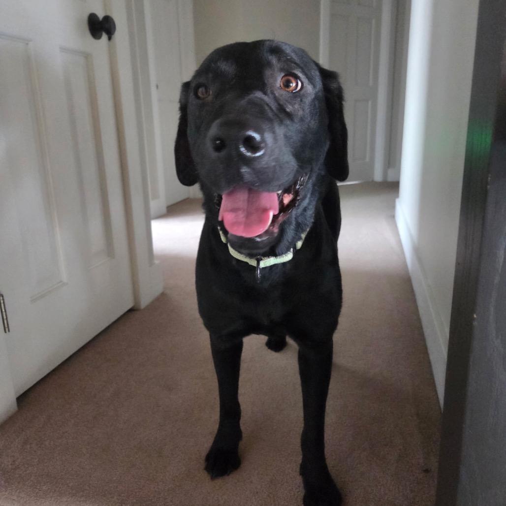 Enlarge Olive, a Adoptable Labrador Retriever in Columbia Station, OH image 2/6