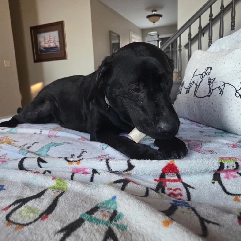 Enlarge Olive, a Adoptable Labrador Retriever in Columbia Station, OH image 3/6