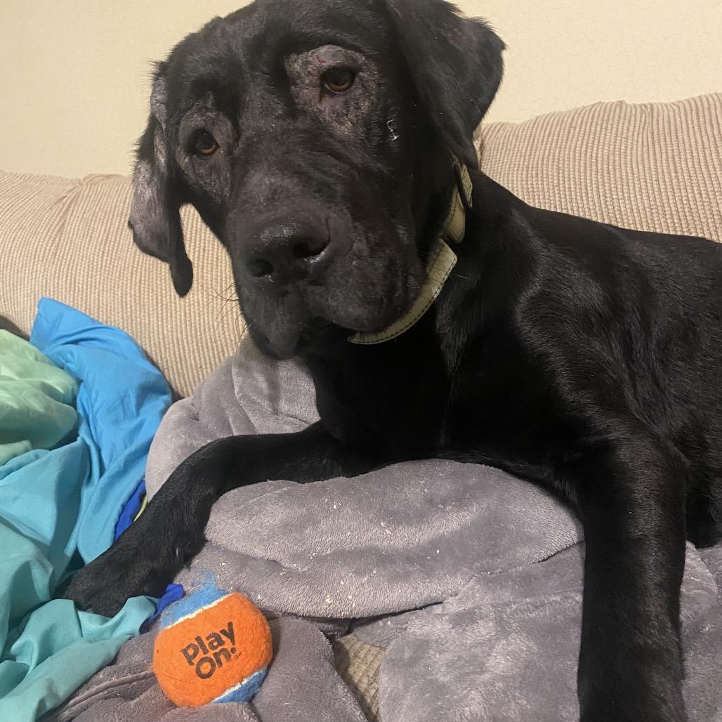 Enlarge Olive, a Adoptable Labrador Retriever in Columbia Station, OH image 4/6