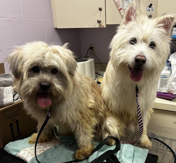 Daisy, Adoptable, Young Female Siberian Husky & Shih Tzu.