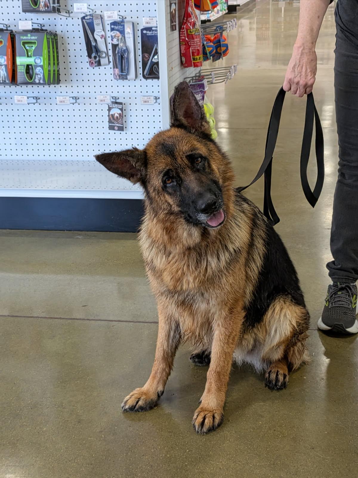Korra, Adoptable, Young Female German Shepherd Dog.