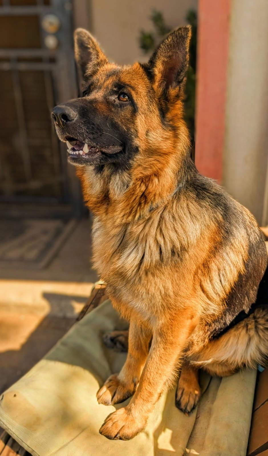 Enlarge Korra, a Adoptable German Shepherd Dog in Irvine, CA image 2/3