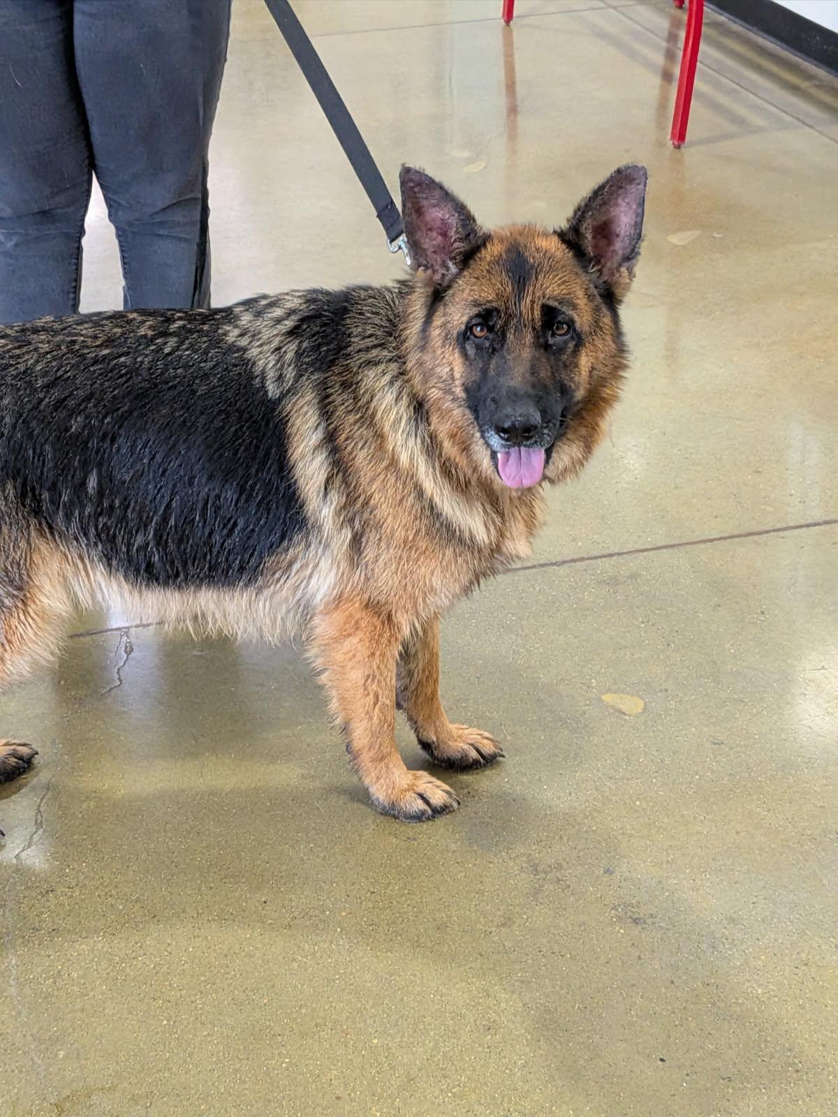 Enlarge Korra, a Adoptable German Shepherd Dog in Irvine, CA image 3/3