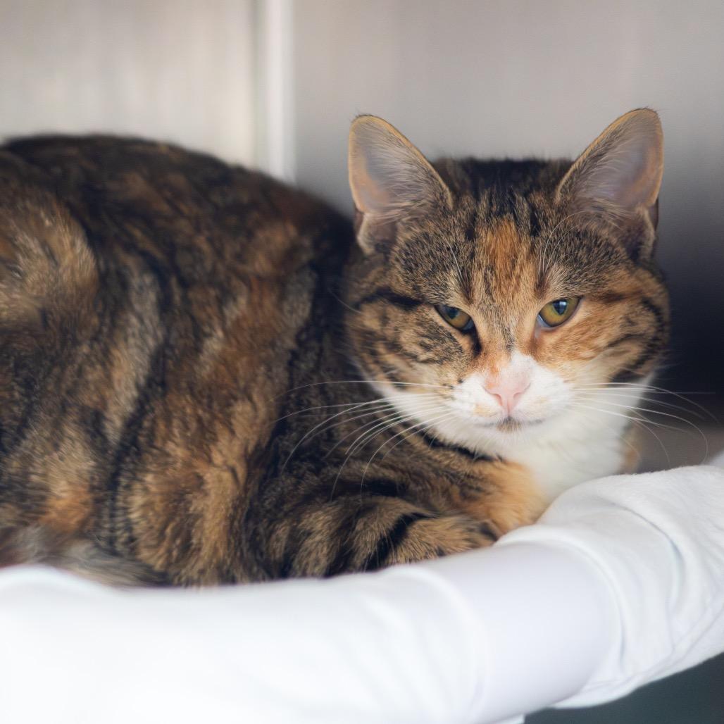 Princess Diana — thumbnail 2