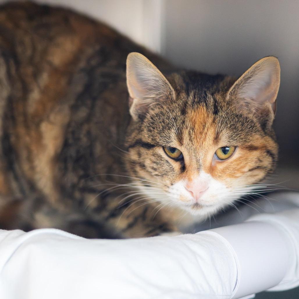 Princess Diana — thumbnail 3