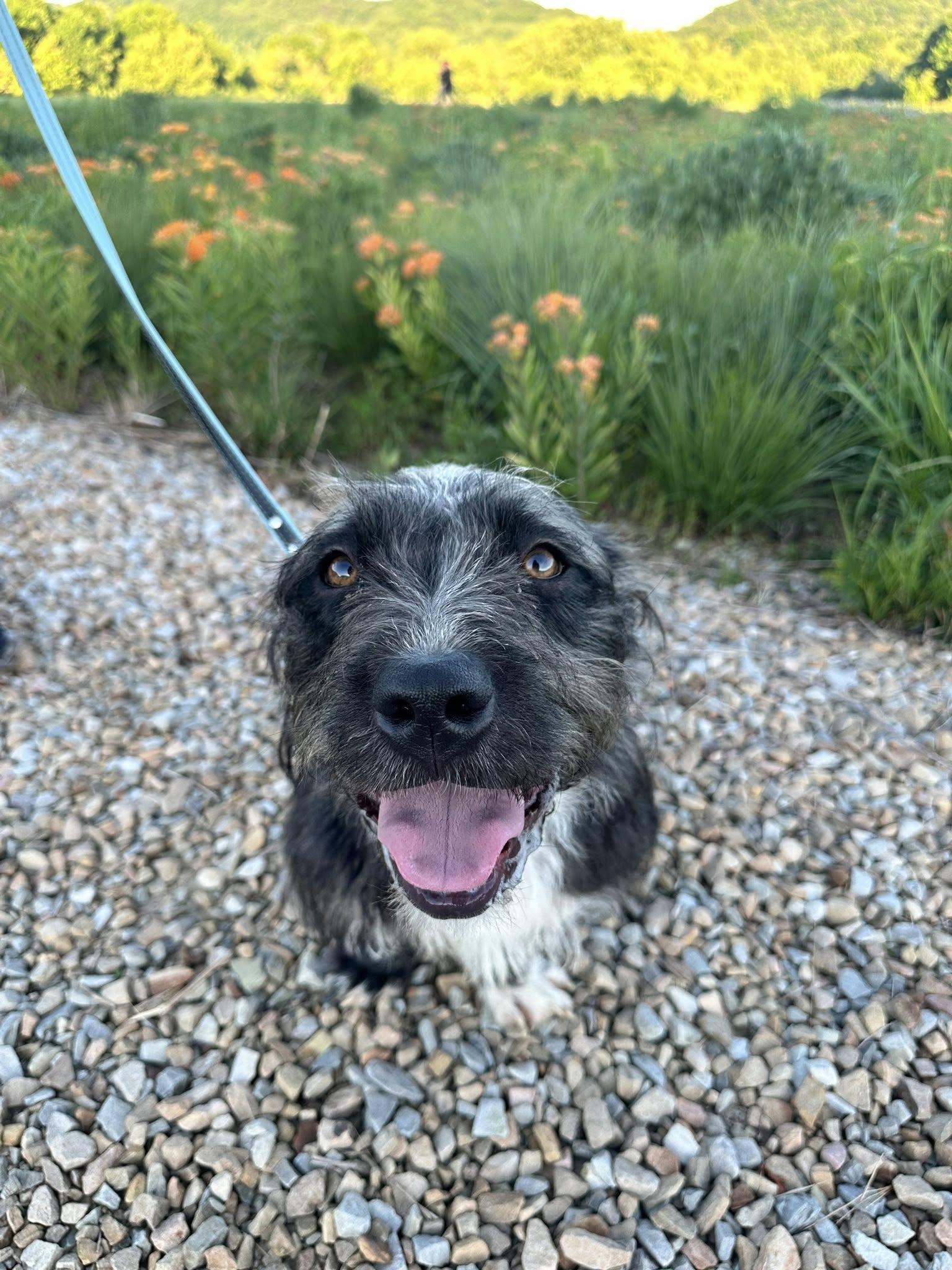 Enlarge Otto, a Adoptable mixed breed in Knoxville, TN image 3/6