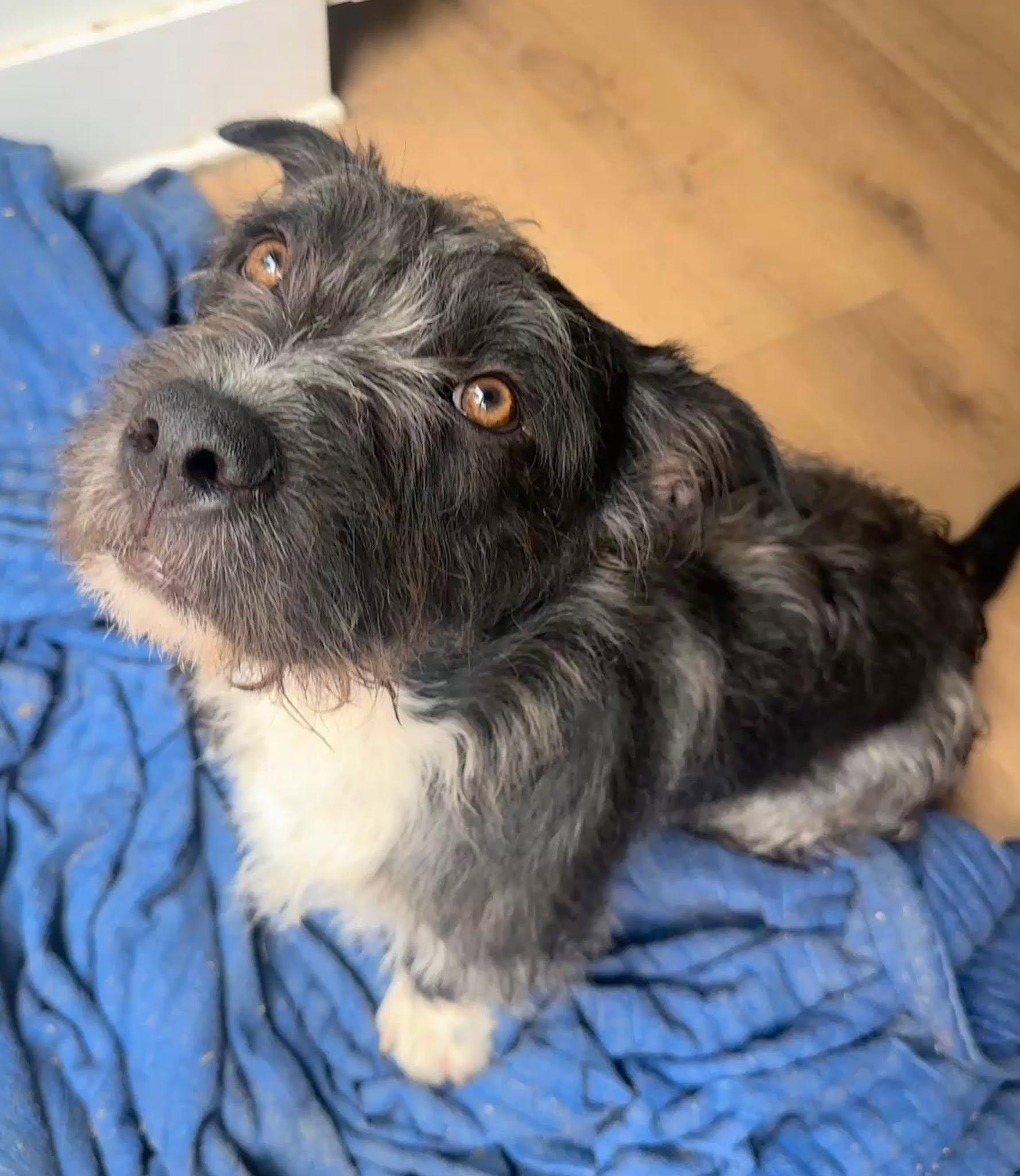 Enlarge Otto, a Adoptable mixed breed in Knoxville, TN image 2/6