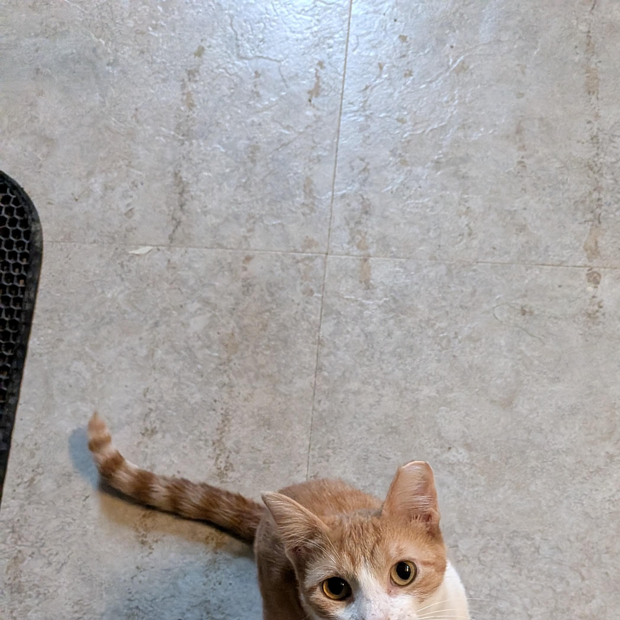 Enlarge Sassy, a ADOPTABLE Domestic Short Hair in Owatonna, MN image 2/6