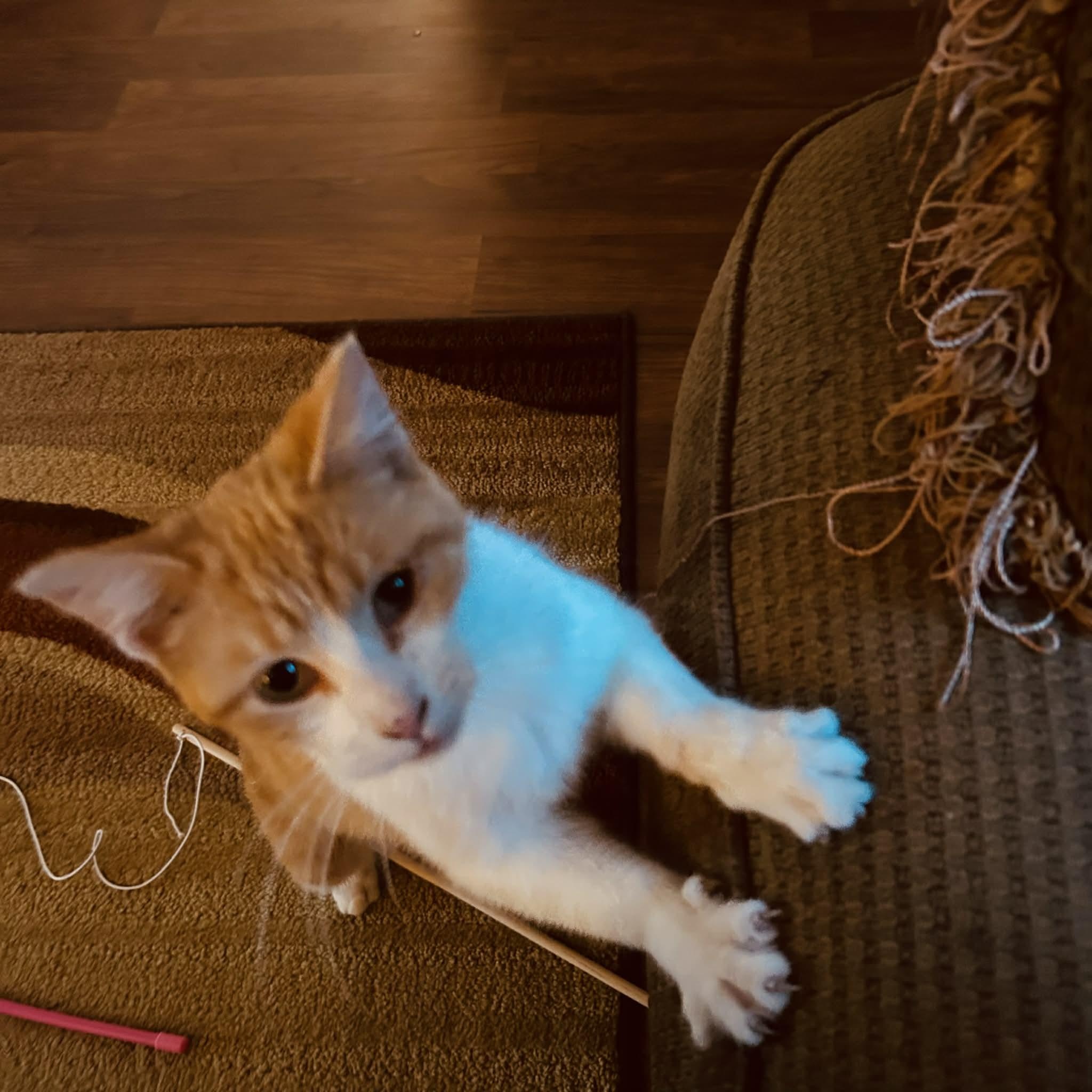 Sassy, a ADOPTABLE Domestic Short Hair in Owatonna, MN image 3/3