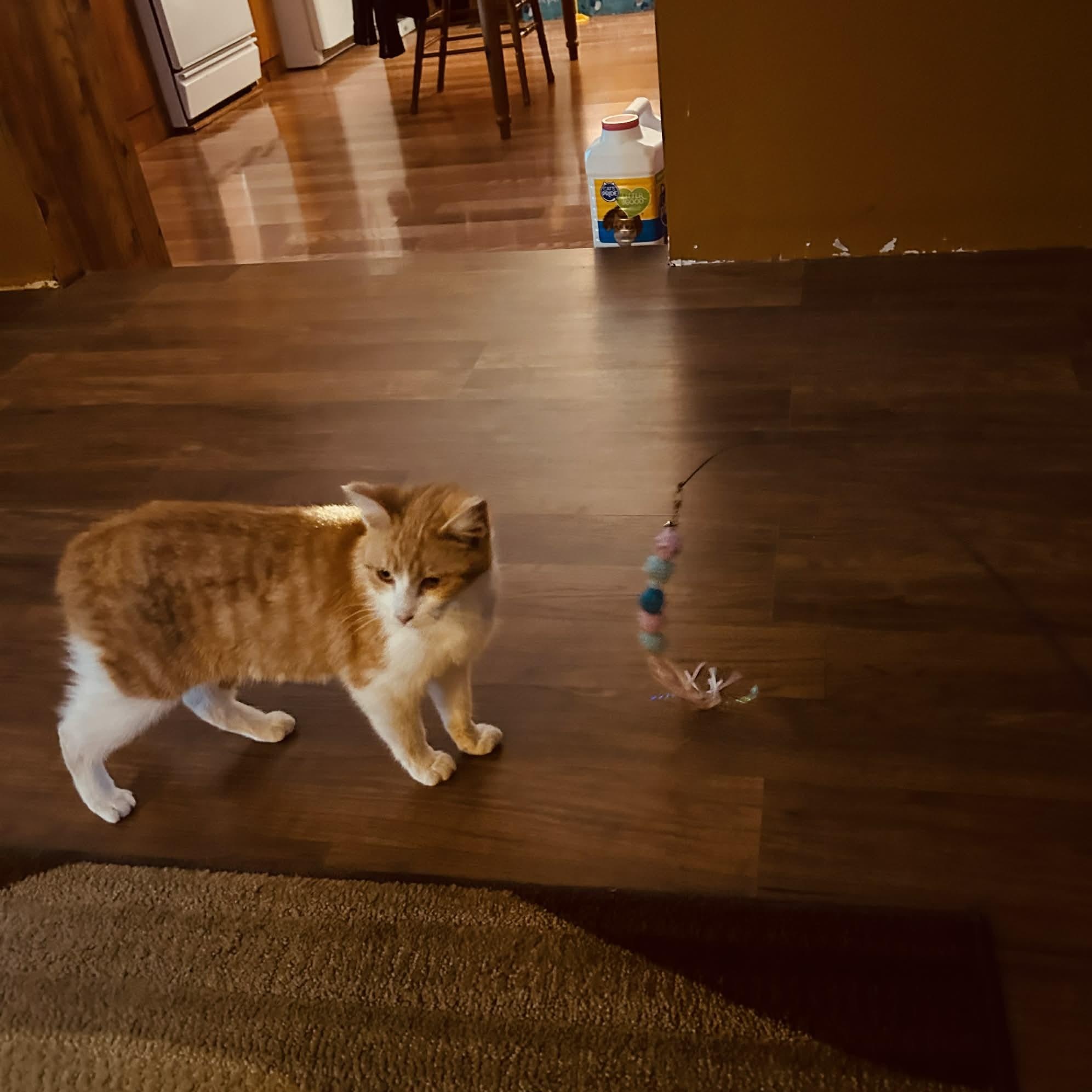 Sassy, a ADOPTABLE Domestic Short Hair in Owatonna, MN image 2/3