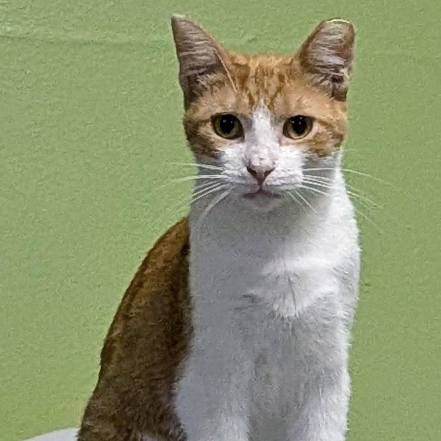 Enlarge Sassy, a ADOPTABLE Domestic Short Hair in Owatonna, MN image 3/6