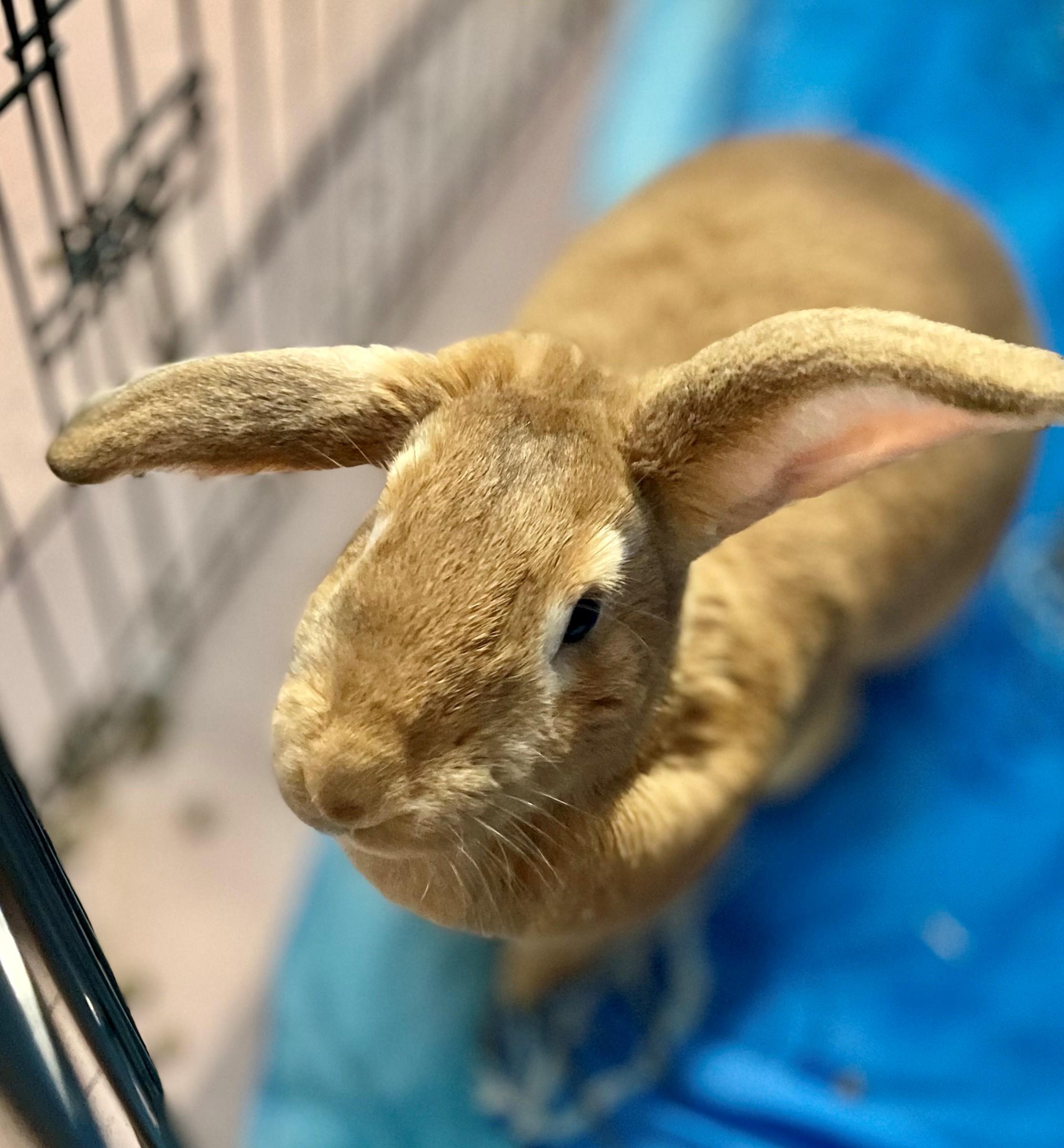 Enlarge Flanders, an adopted Flemish Giant in Hamilton, ON image 1/4