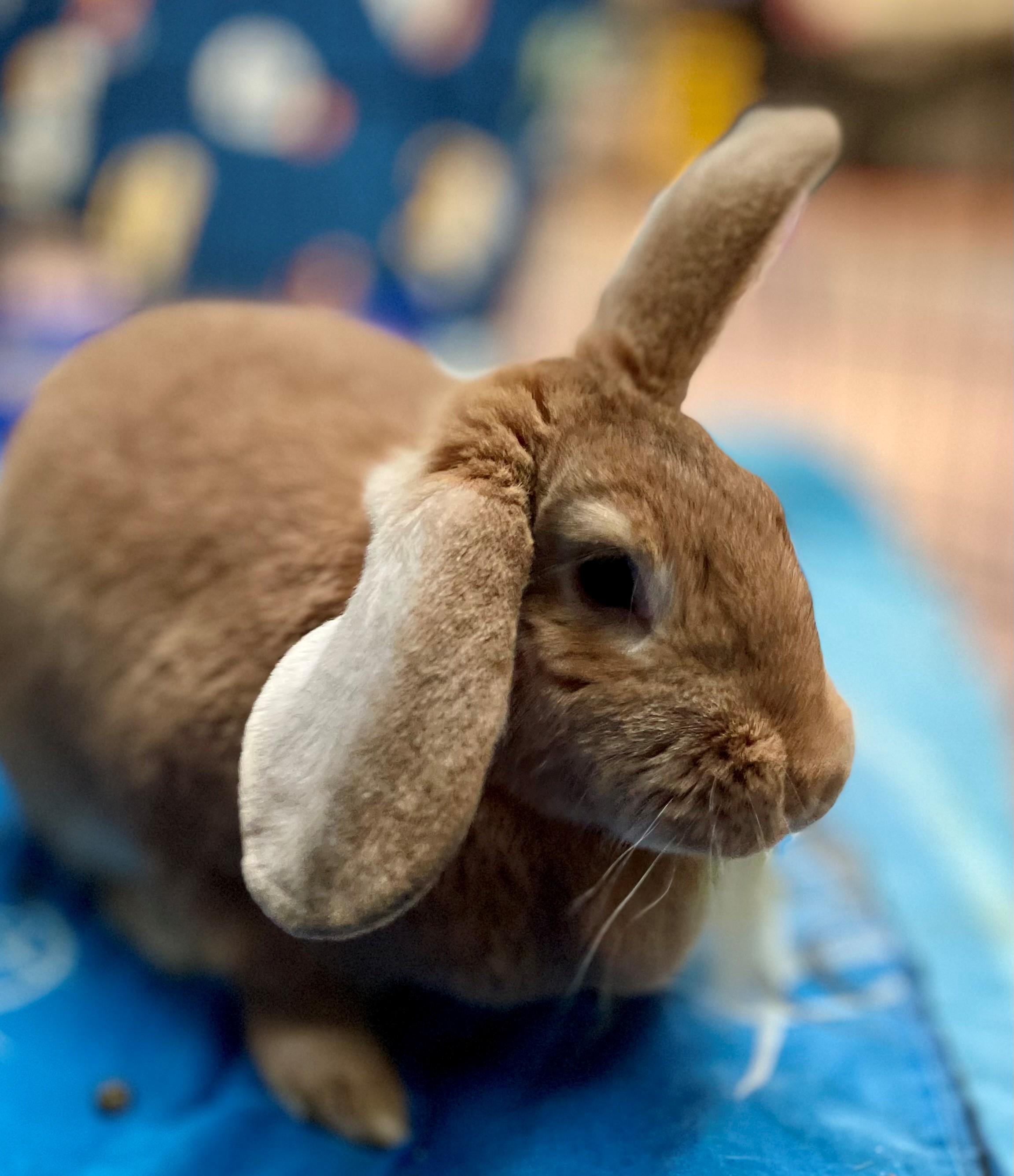 Enlarge Flanders, an adopted Flemish Giant in Hamilton, ON image 2/4