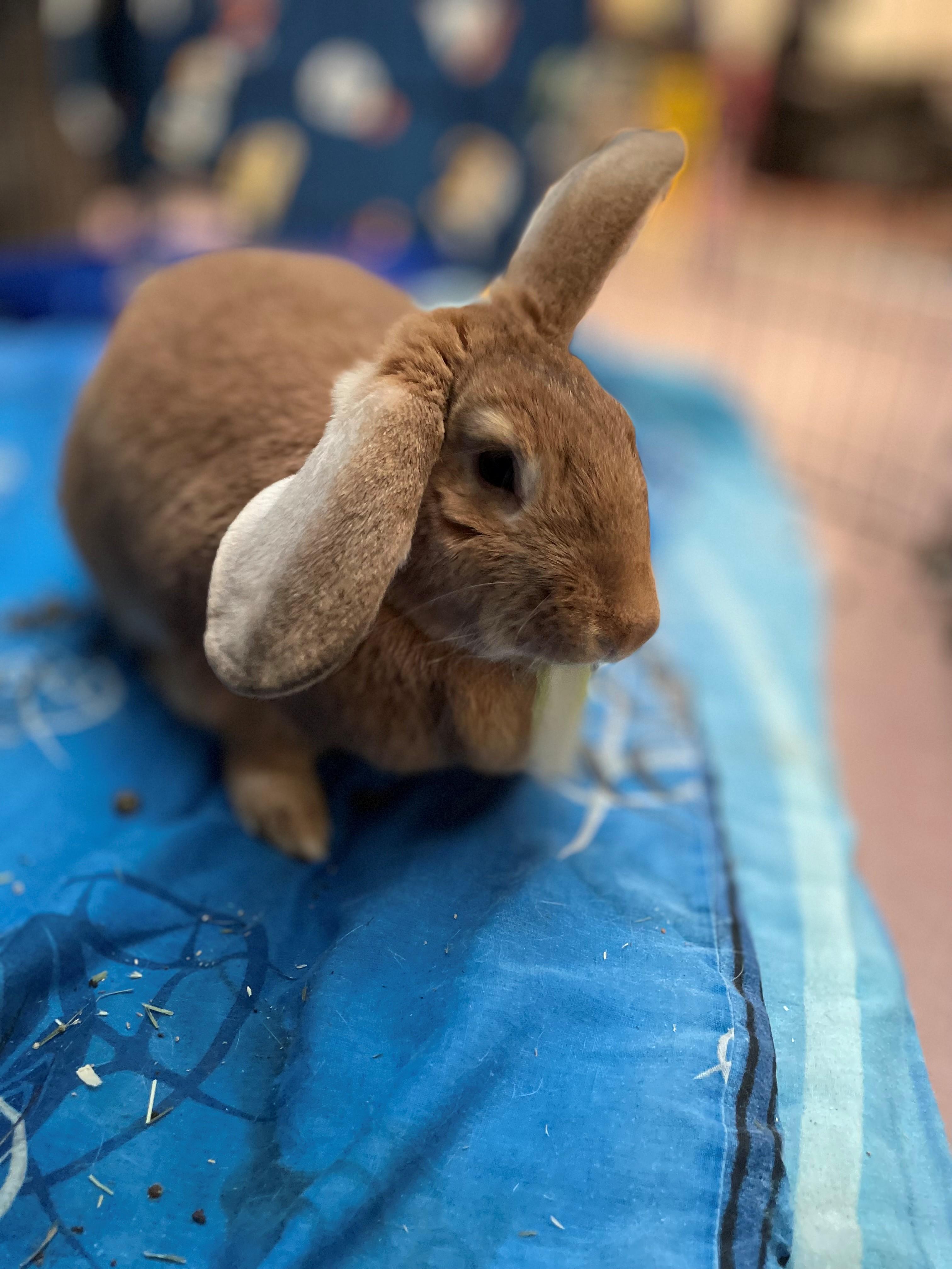 Enlarge Flanders, an adopted Flemish Giant in Hamilton, ON image 3/4