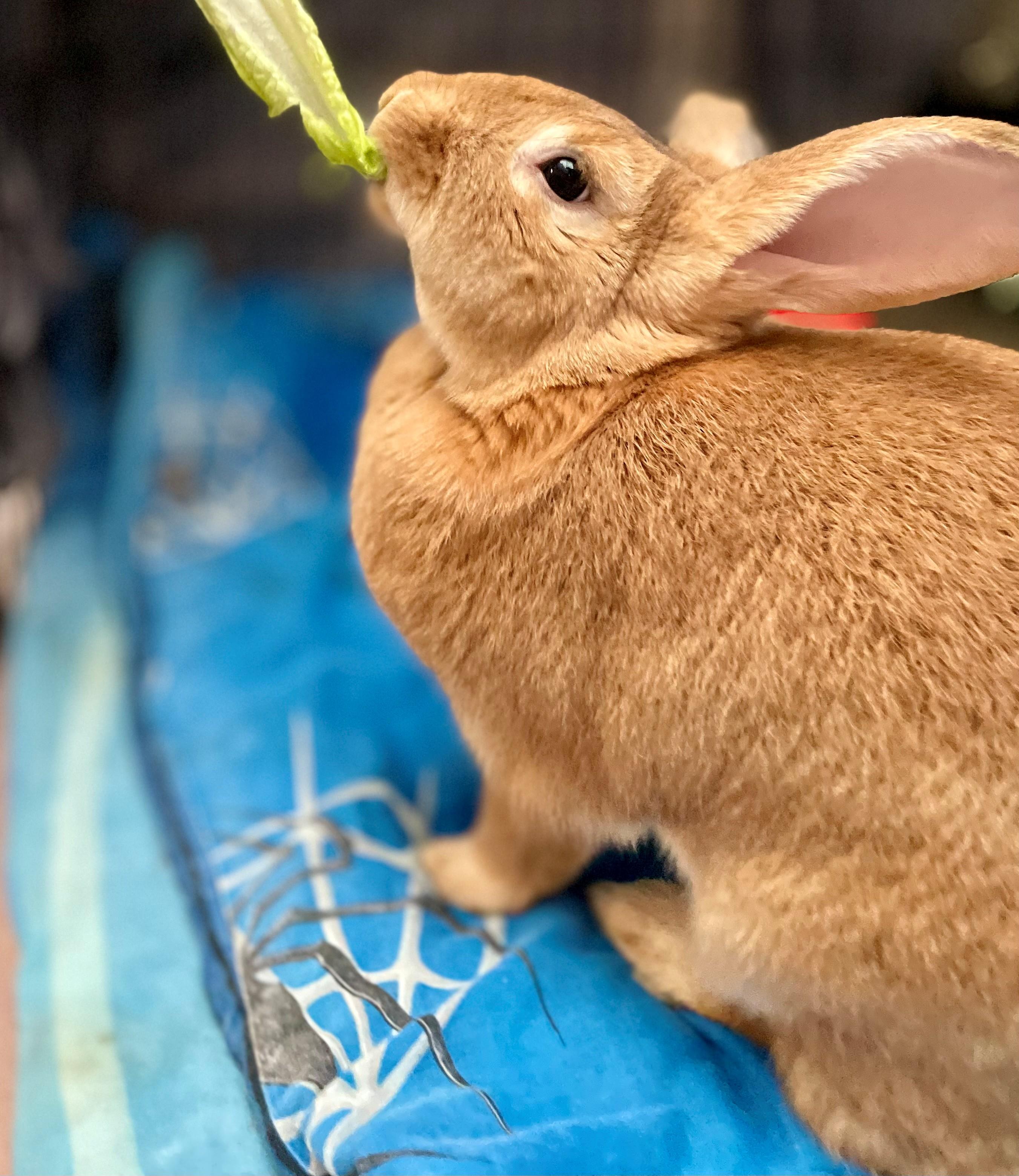 Enlarge Flanders, an adopted Flemish Giant in Hamilton, ON image 4/4