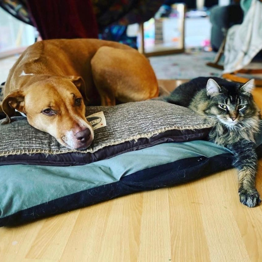 Enlarge Ms. Sweetheart Opal, a Adoptable mixed breed in Ridgefield, WA image 3/6