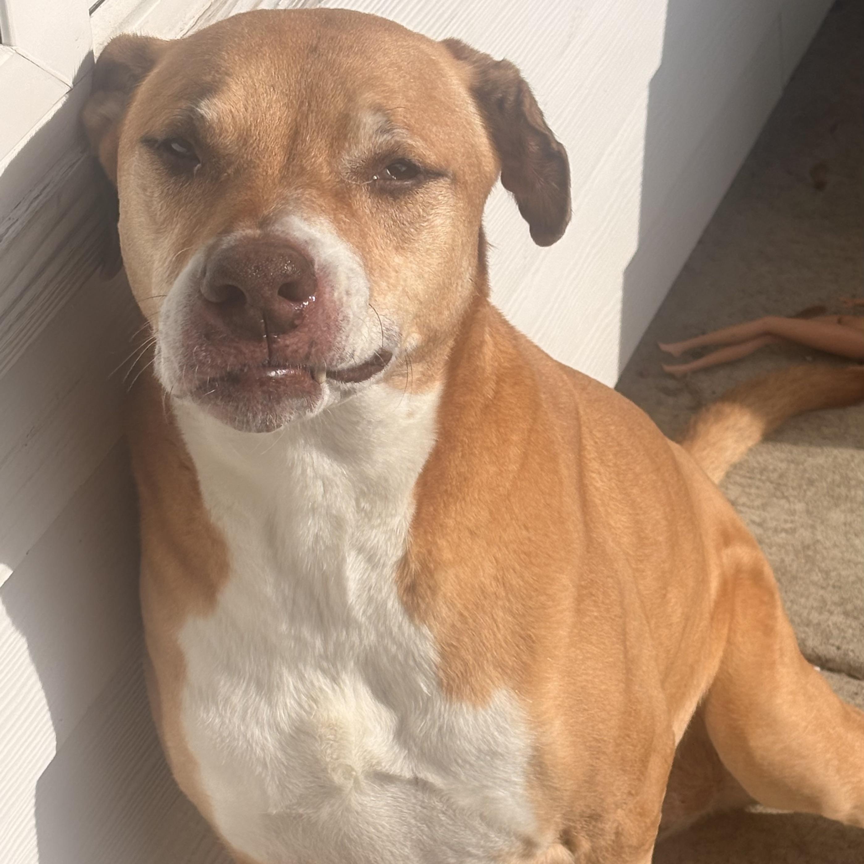 Ms. Sweetheart Opal, Adoptable, Senior Female Rhodesian Ridgeback & German Shepherd Dog.