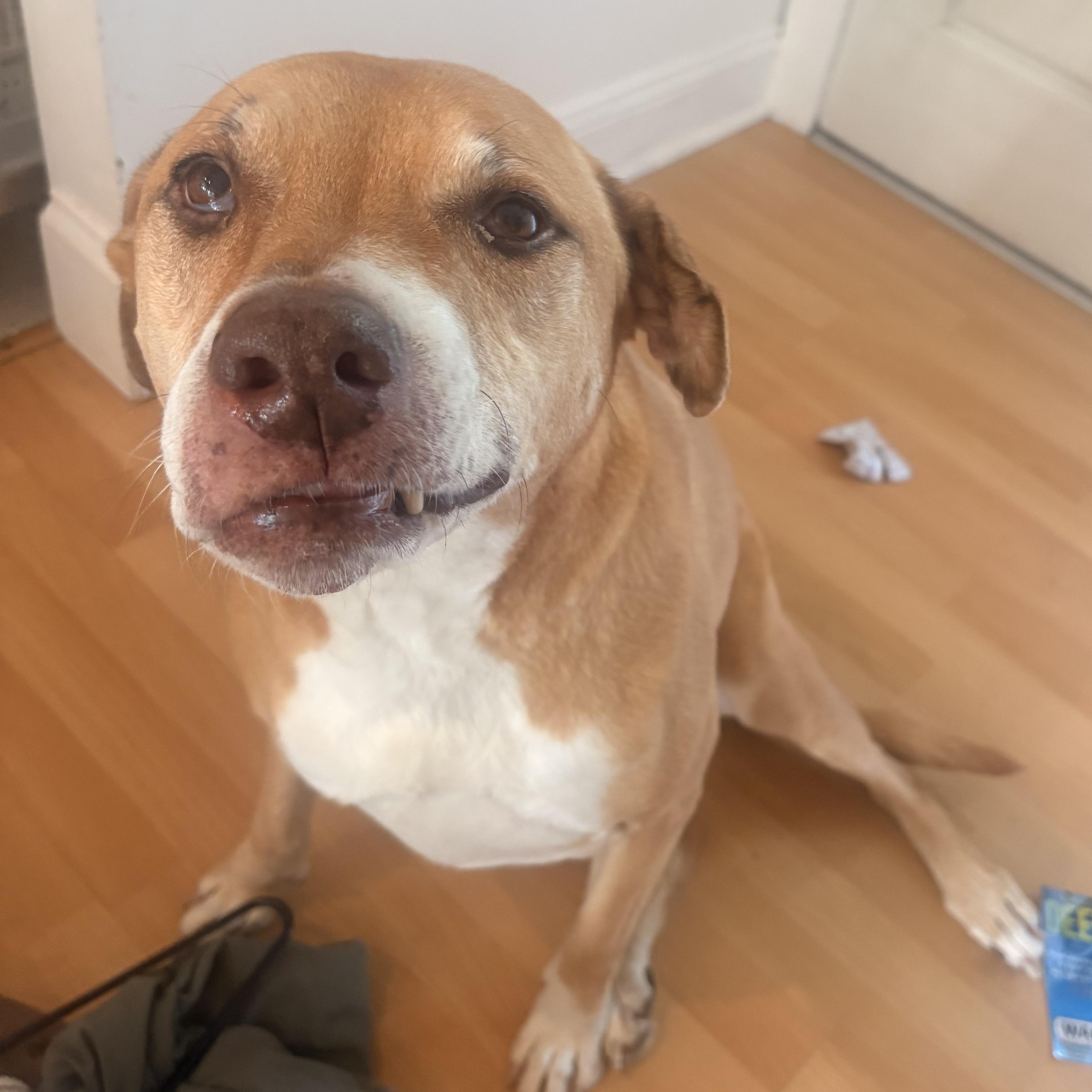 Enlarge Ms. Sweetheart Opal, a Adoptable mixed breed in Ridgefield, WA image 6/6