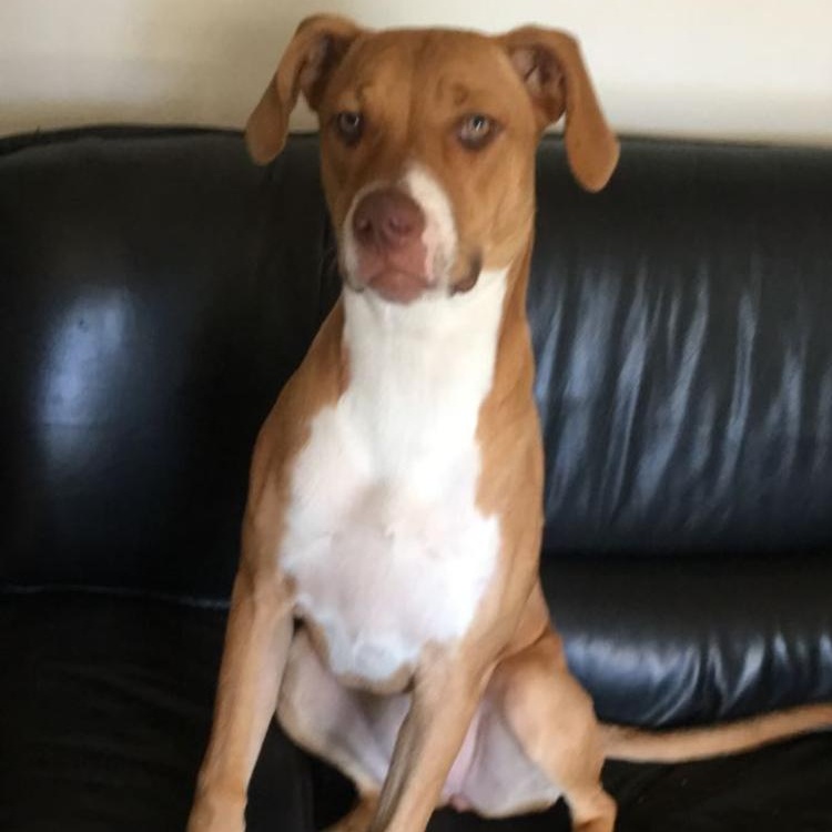 Enlarge Ms. Sweetheart Opal, a Adoptable mixed breed in Ridgefield, WA image 4/6