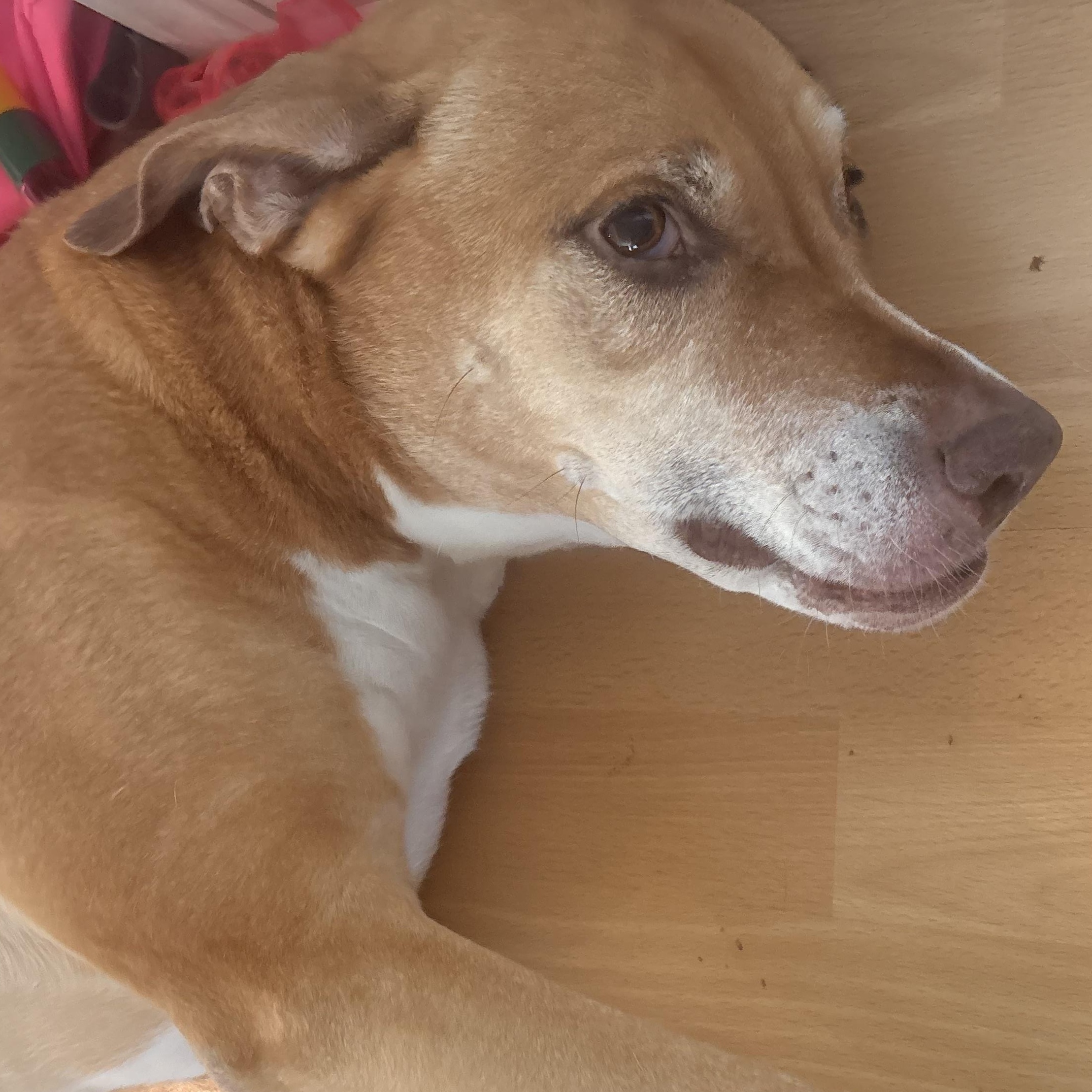 Enlarge Ms. Sweetheart Opal, a Adoptable mixed breed in Ridgefield, WA image 5/6
