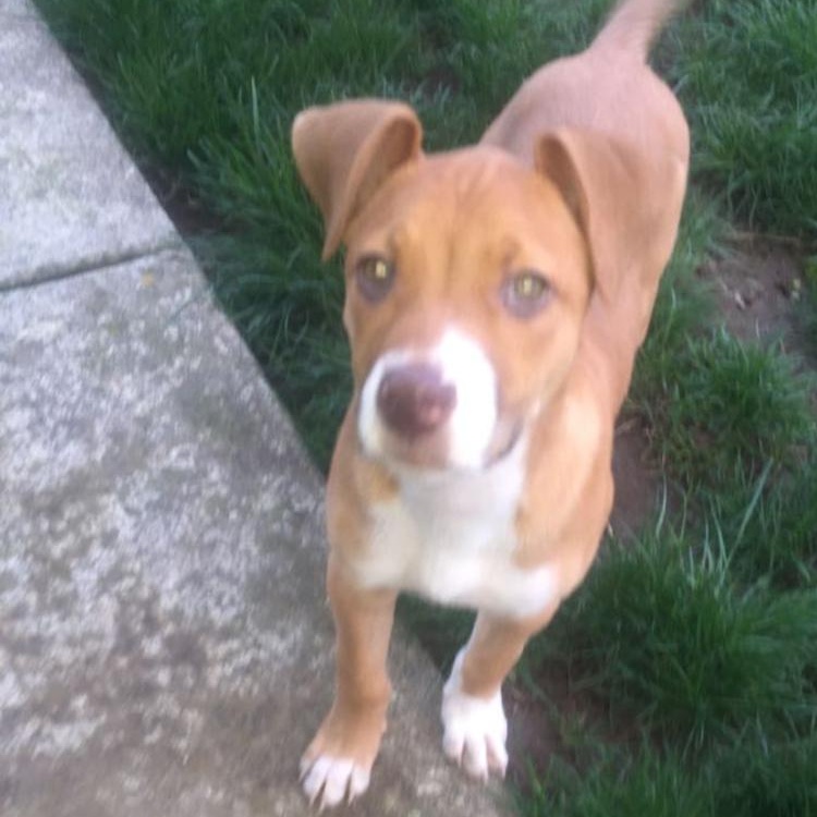 Enlarge Ms. Sweetheart Opal, a Adoptable mixed breed in Ridgefield, WA image 2/6