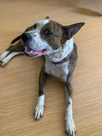 Enlarge Bea, a Adoptable mixed breed in Elizabeth City , NC image 3/6
