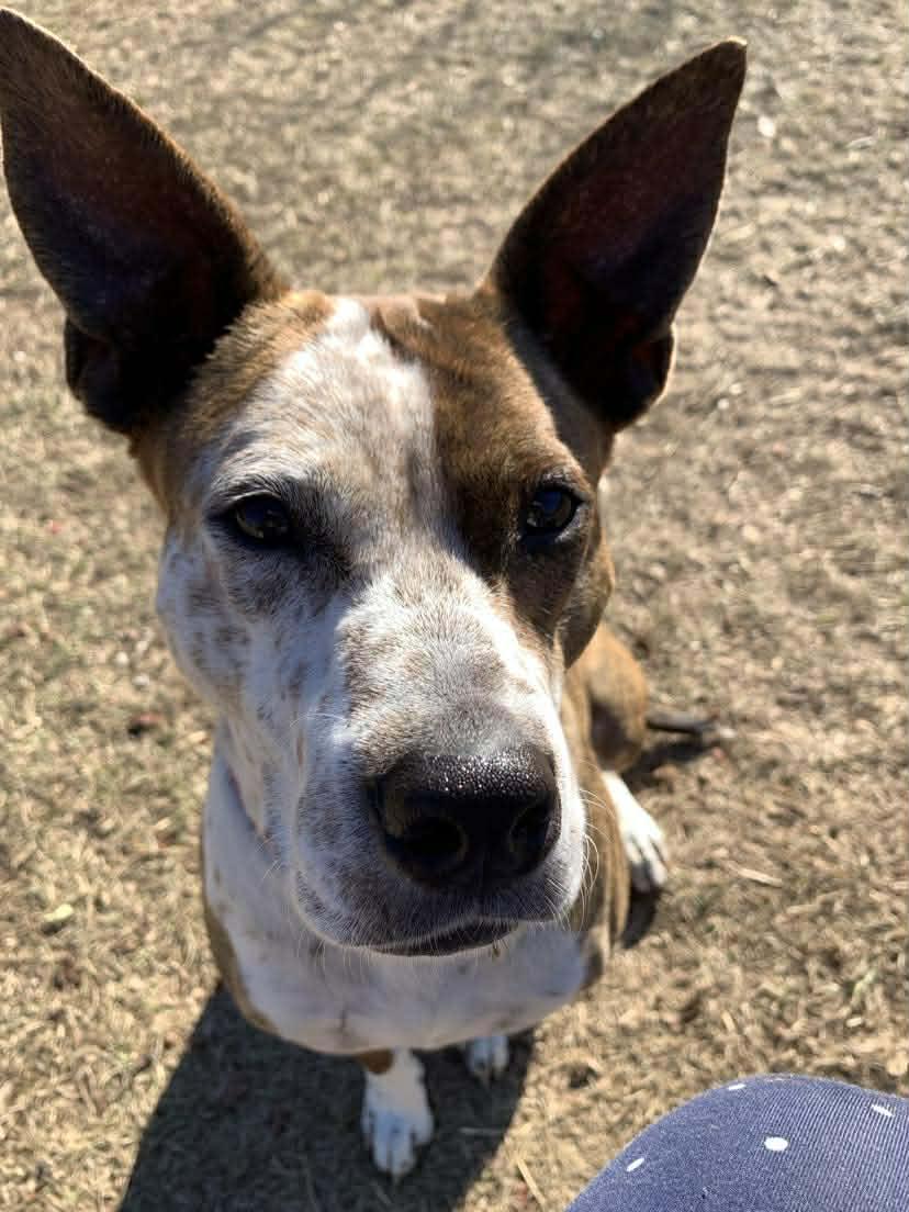 Enlarge Bea, a Adoptable mixed breed in Elizabeth City , NC image 5/6