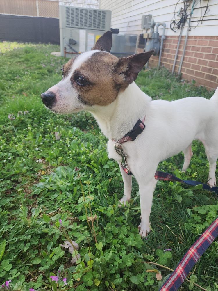 Enlarge Cosmo, a Adoptable mixed breed in McMinnville, TN image 1/6