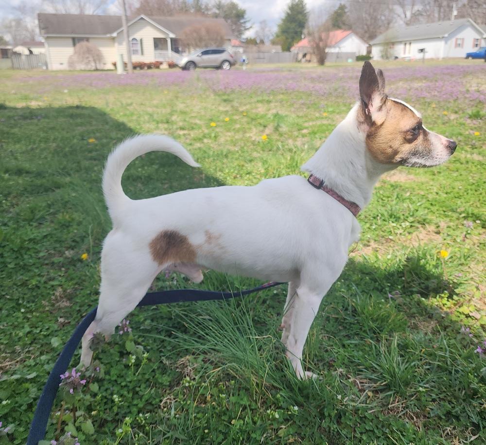 Enlarge Cosmo, a Adoptable mixed breed in McMinnville, TN image 2/6