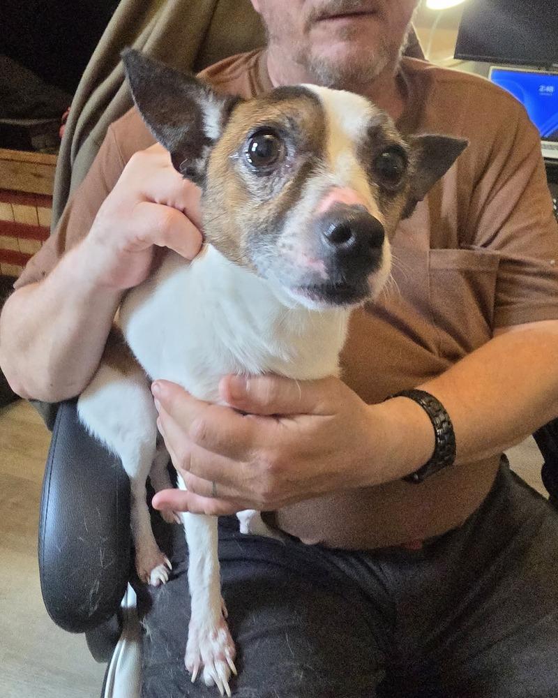 Cosmo, a Adoptable mixed breed in McMinnville, TN image 5/6