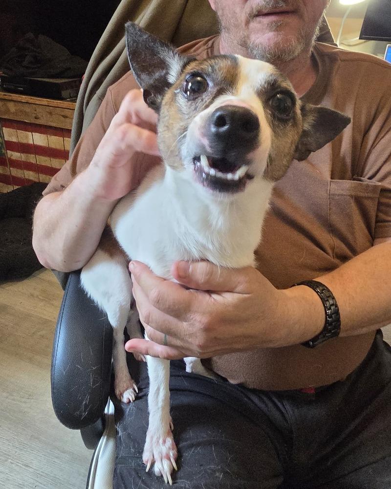 Cosmo, a Adoptable mixed breed in McMinnville, TN image 6/6