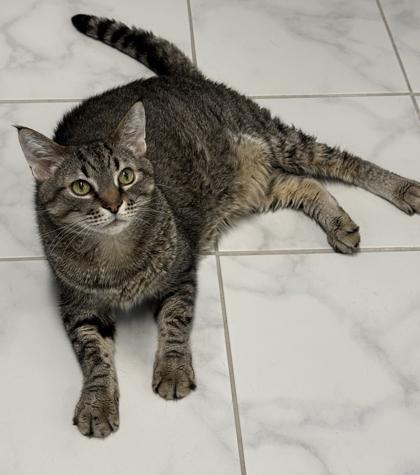 Zach, Adoptable, Adult Male Domestic Short Hair & Domestic Short Hair.
