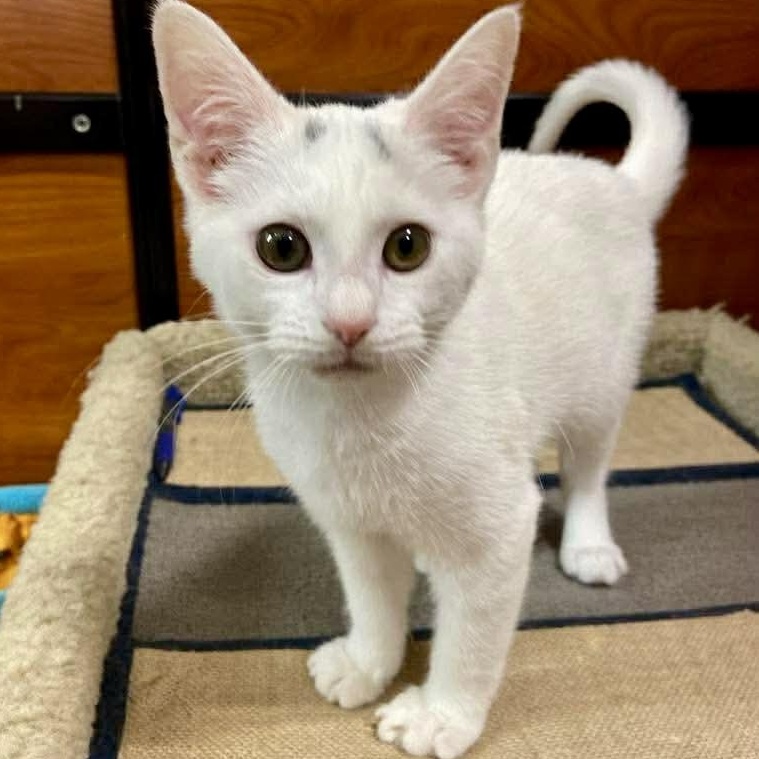 Francine, adopted, Kitten Female Domestic Short Hair.