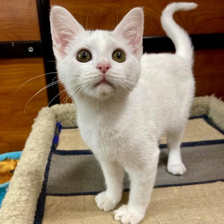 Enlarge Francine, an adopted Domestic Short Hair in Memphis, TN image 3/6